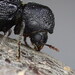 Bostrichidae - Photo (c) Mark Hura, alguns direitos reservados (CC BY-NC), uploaded by Mark Hura
