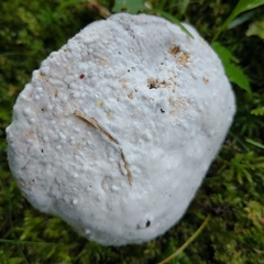 Hypomyces chrysospermus