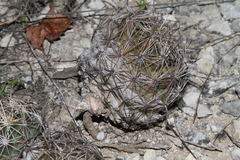 Coryphantha sulcata