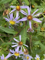Symphyotrichum