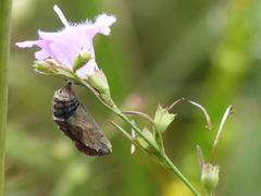Junonia coenia