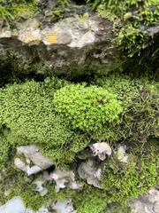 Claopodium rostratum