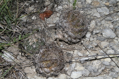 Coryphantha sulcata