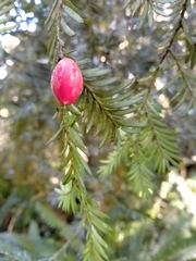 Prumnopitys ferruginea