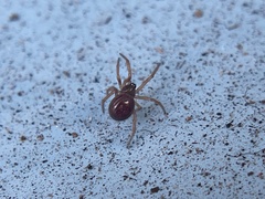 Steatoda nobilis