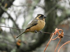 Saltator aurantiirostris