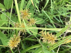 Cyperus strigosus