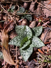 Goodyera repens