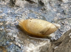 Succinea putris