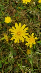 Cichorieae