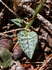 Goodyera repens