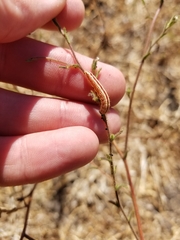 Heliothodes diminutiva