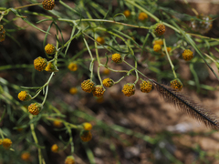 Picradeniopsis multiflora
