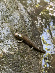 Desmognathus amphileucus