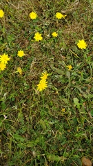 Cichorieae
