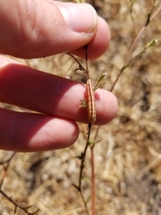 Heliothodes diminutiva