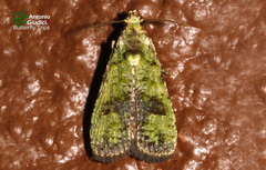 Copromorphidae
