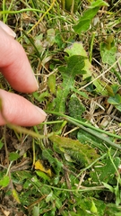 Cichorieae