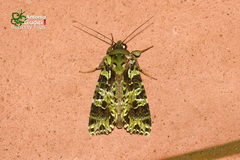 Checupa curvivena