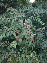 Anogeissus pendula