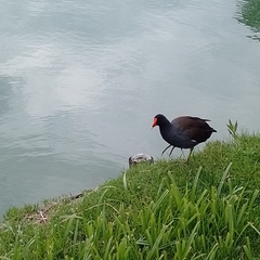 Gallinula galeata