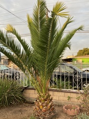 Phoenix canariensis