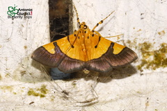 Endocrossis flavibasalis