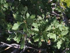 Quercus × undulata