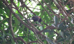 Icterus pyrrhopterus