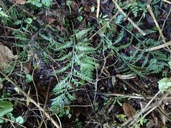 Asplenium appendiculatum