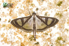 Glyphodes quadrimaculalis