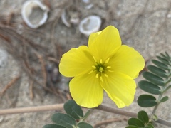 Tribulus cistoides