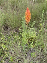 Dichromanthus cinnabarinus