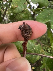 Neuroterus quercusbatatus