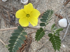 Tribulus cistoides