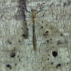 Dendroleon obsoletus