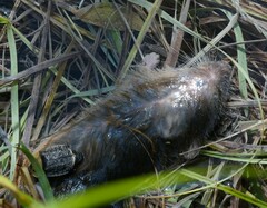 Microtus pennsylvanicus