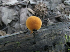 Pholiota granulosa