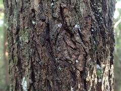 Coprosma linariifolia