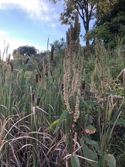 Rumex britannica