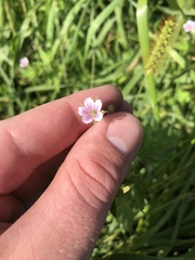 Geranium sibiricum