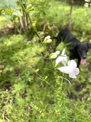 Agalinis fasciculata