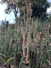 Rumex britannica