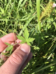 Geranium sibiricum