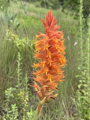 Dichromanthus cinnabarinus