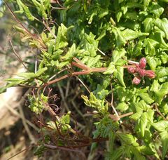 Eccremocarpus scaber