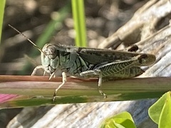 Melanoplus