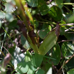 Platanthera aquilonis