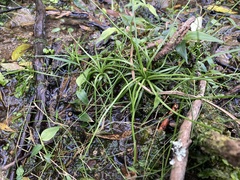 Isoetes brasiliensis