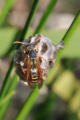 Polistes chinensis